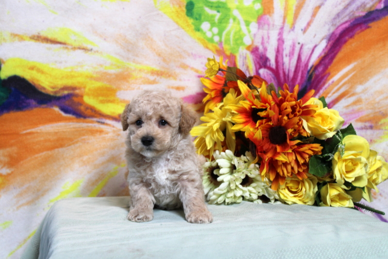 puppy, for, sale, Toy Poodle, Matthew B. Stoltzfus, dog, breeder, Gap, PA, dog-breeder, puppy-for-sale, forsale, nearby, find, puppyfind, locator, puppylocator, aca
